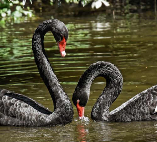 Free A close-up view of two graceful black swans swimming on a peaceful lake surface. Stock Photo