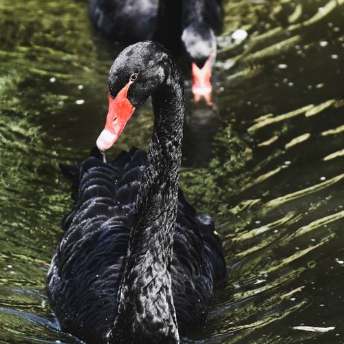 Free Elegant black swans swimming gracefully on a serene lake, showcasing their striking plumage. Stock Photo