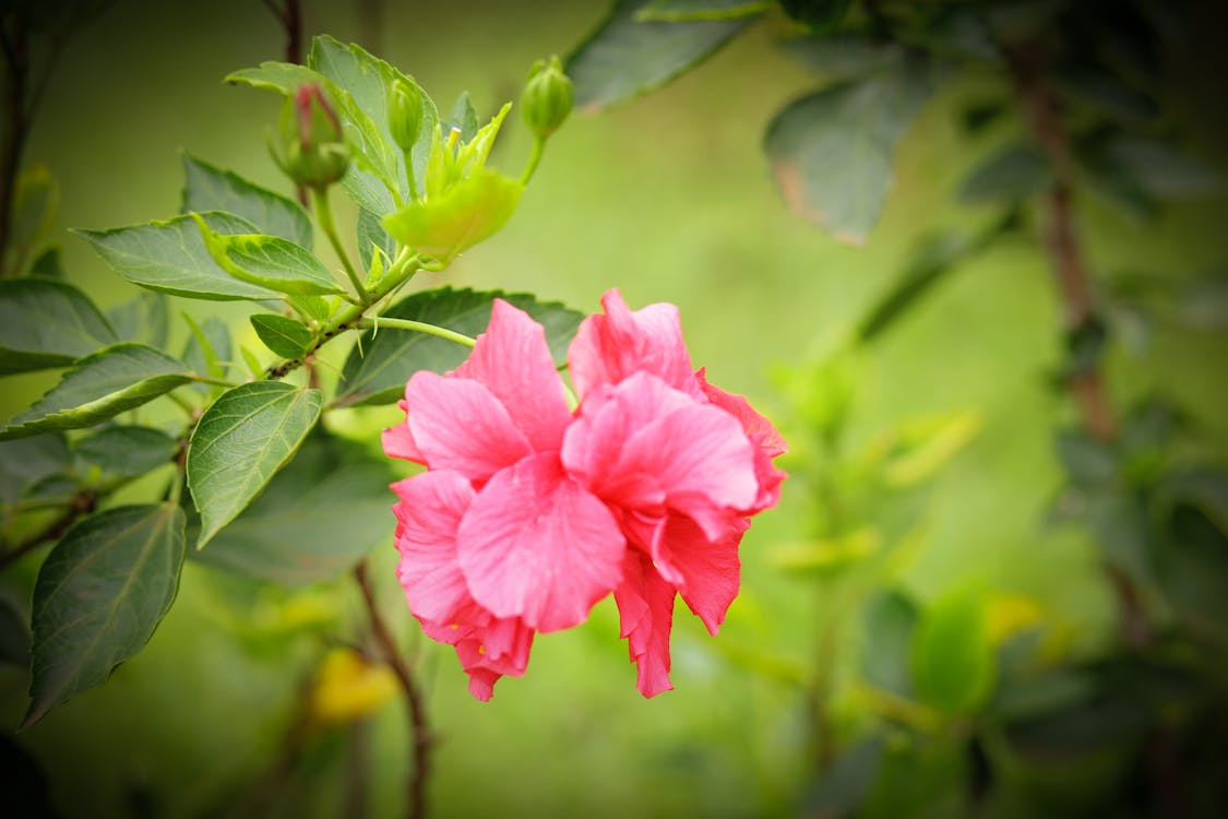 Free güzel kırmızı çiçek içeren Ücretsiz stok fotoğraf Stock Photo