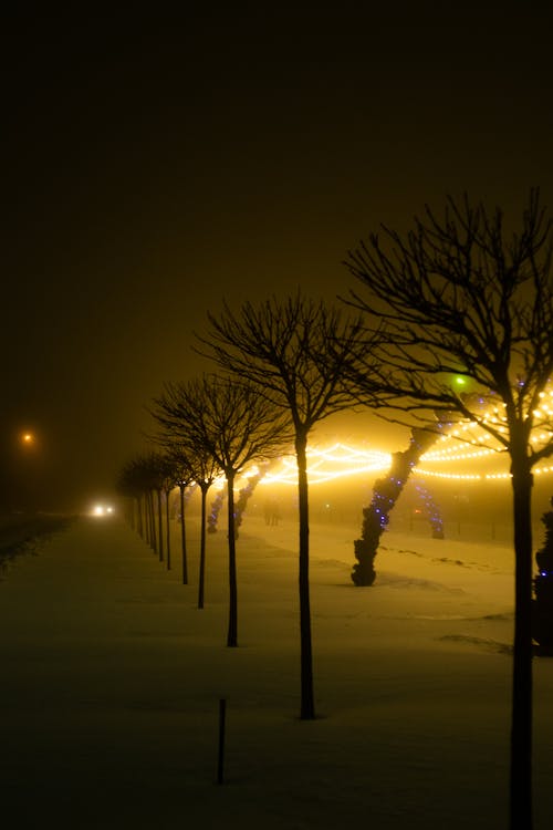 Bare Trees on Snow Covered Ground during Night Time