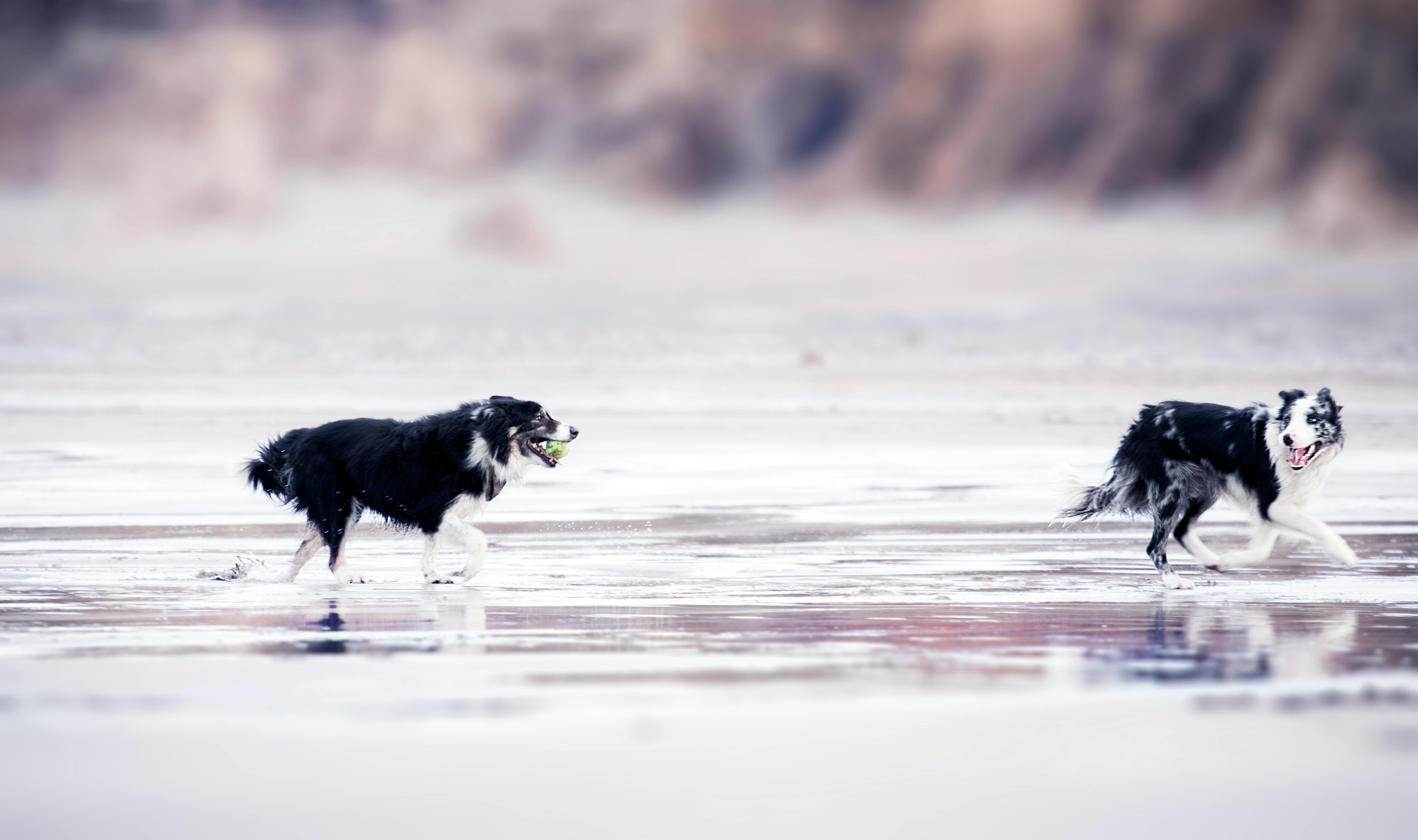 Free Selective Focus Photography of Two Black-and-white Border Collies Runs in Body of Water Stock Photo