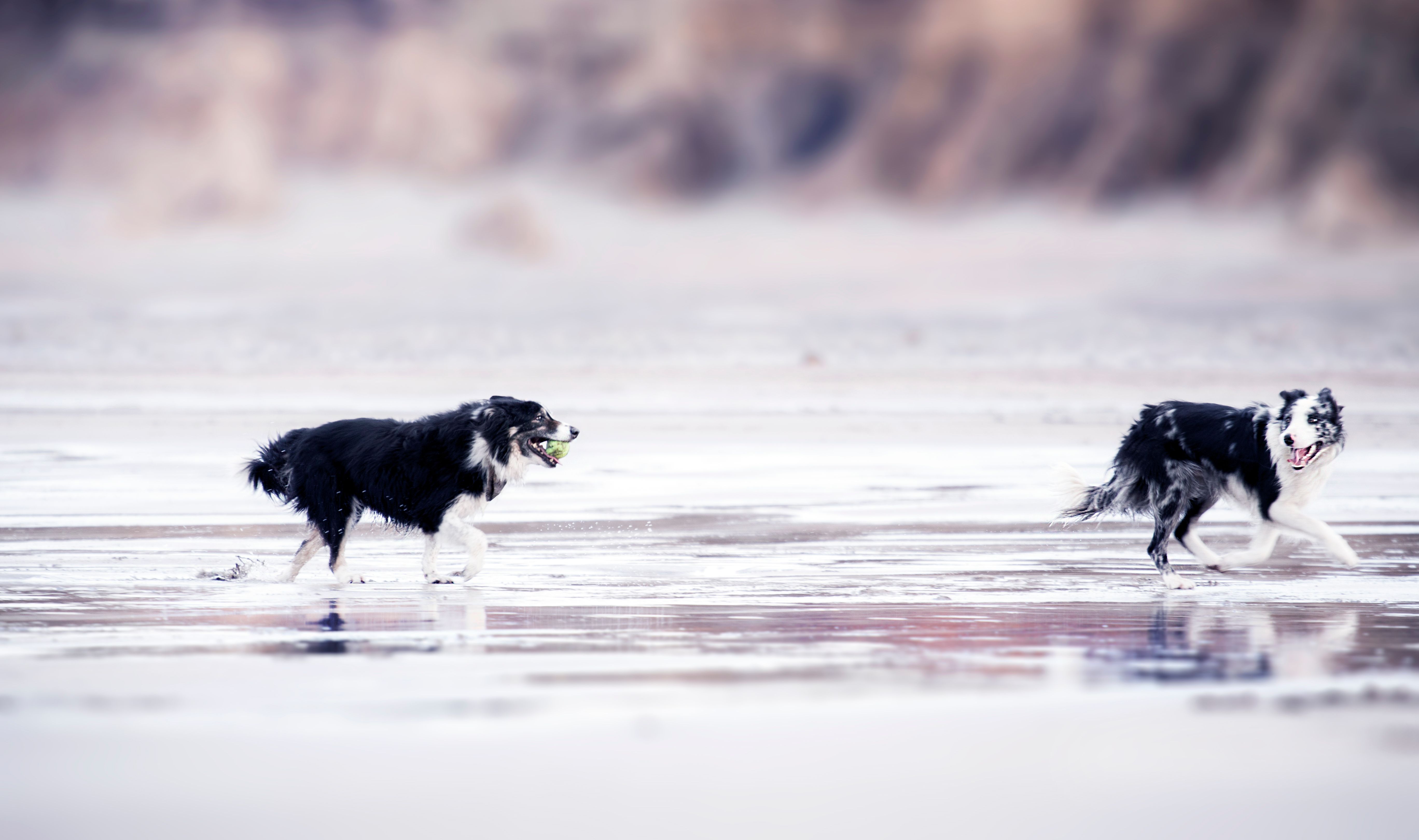 Animals Running Photos, Download The BEST Free Animals Running Stock ...