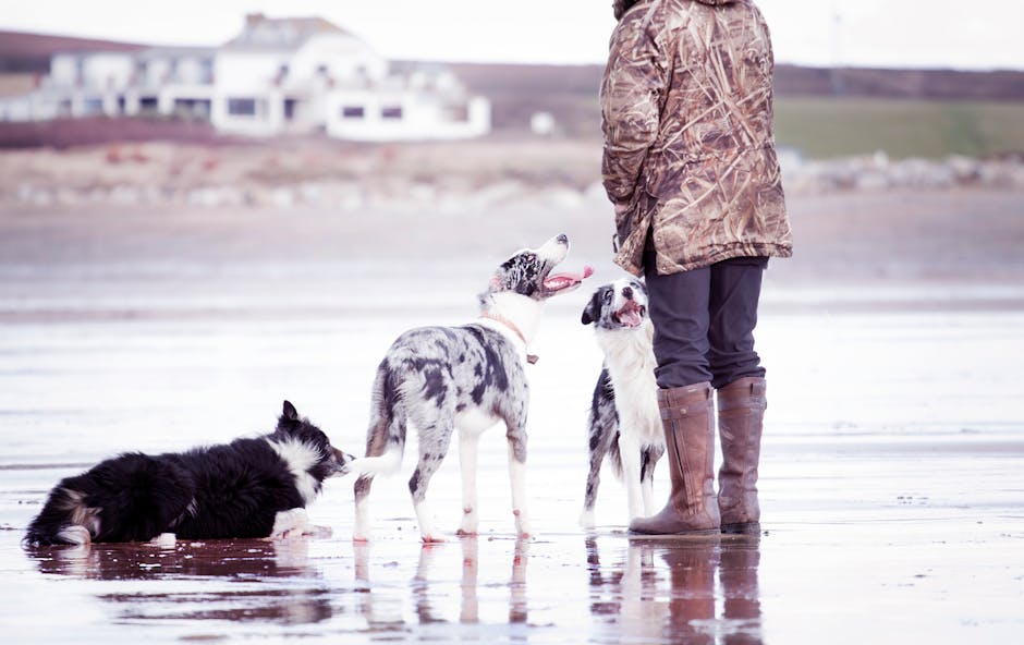 Person Together With Dogs in Shallow Focus Photography