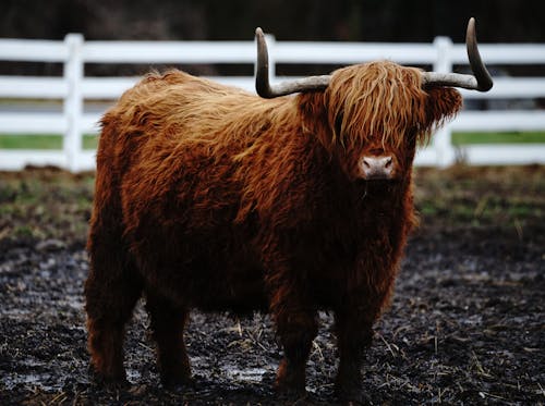 Free Close-up Photo of a Highland Cattle  Stock Photo