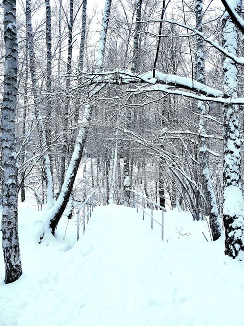 Free A scenic winter path through a snow-covered forest with frosty trees. Stock Photo