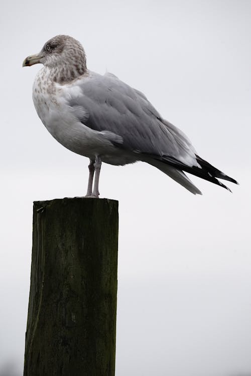 Foto profissional grátis de animais selvagens, animal, ave