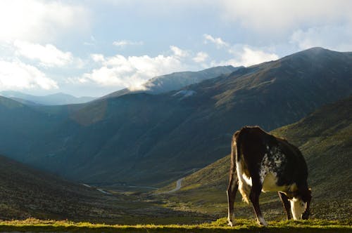 Vaca Marrón Comiendo Hierba