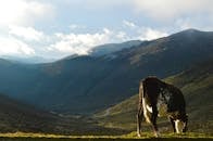 在委内瑞拉梅里达风景优美的山区，一头牛正在吃草，构成了一幅美丽的风景
