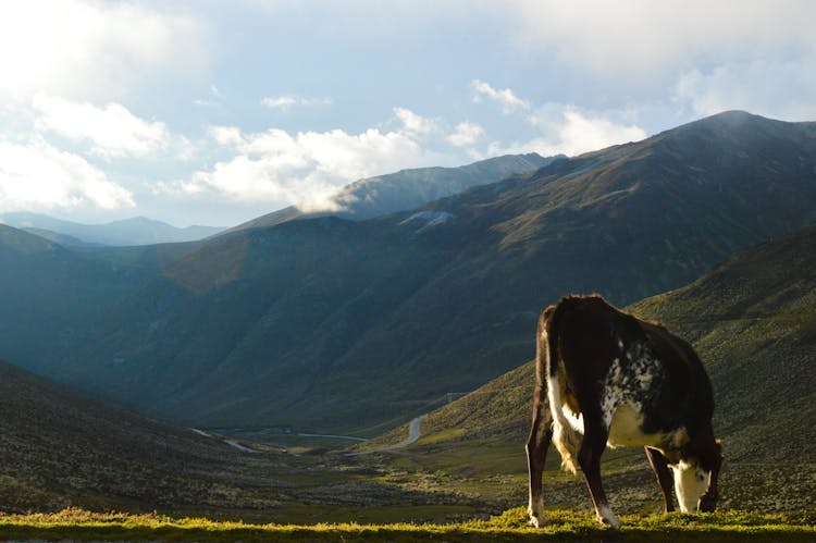 Brown Cow Eating Grass