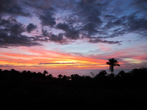 Silueta, De, árbol, En, Ocaso