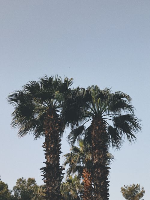 Free Tranquil view of tall palm trees under a clear blue sky, evoking tropical vibes and serenity. Stock Photo