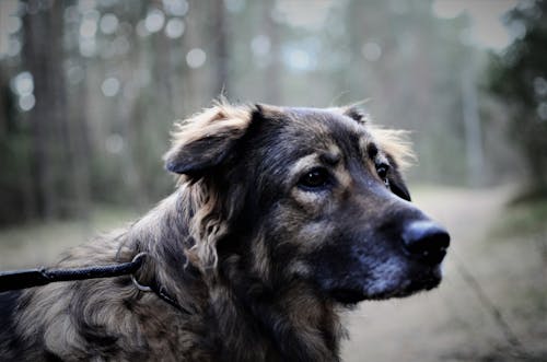 Kostnadsfri bild av fores, hund, natur