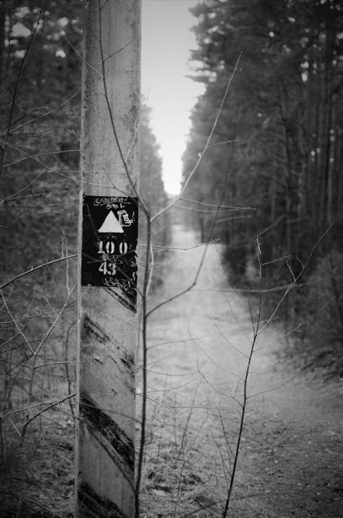 Бесплатное стоковое фото с лес, литва, черно-белый