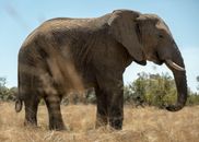 Elephant Walking on Brown Grass Field