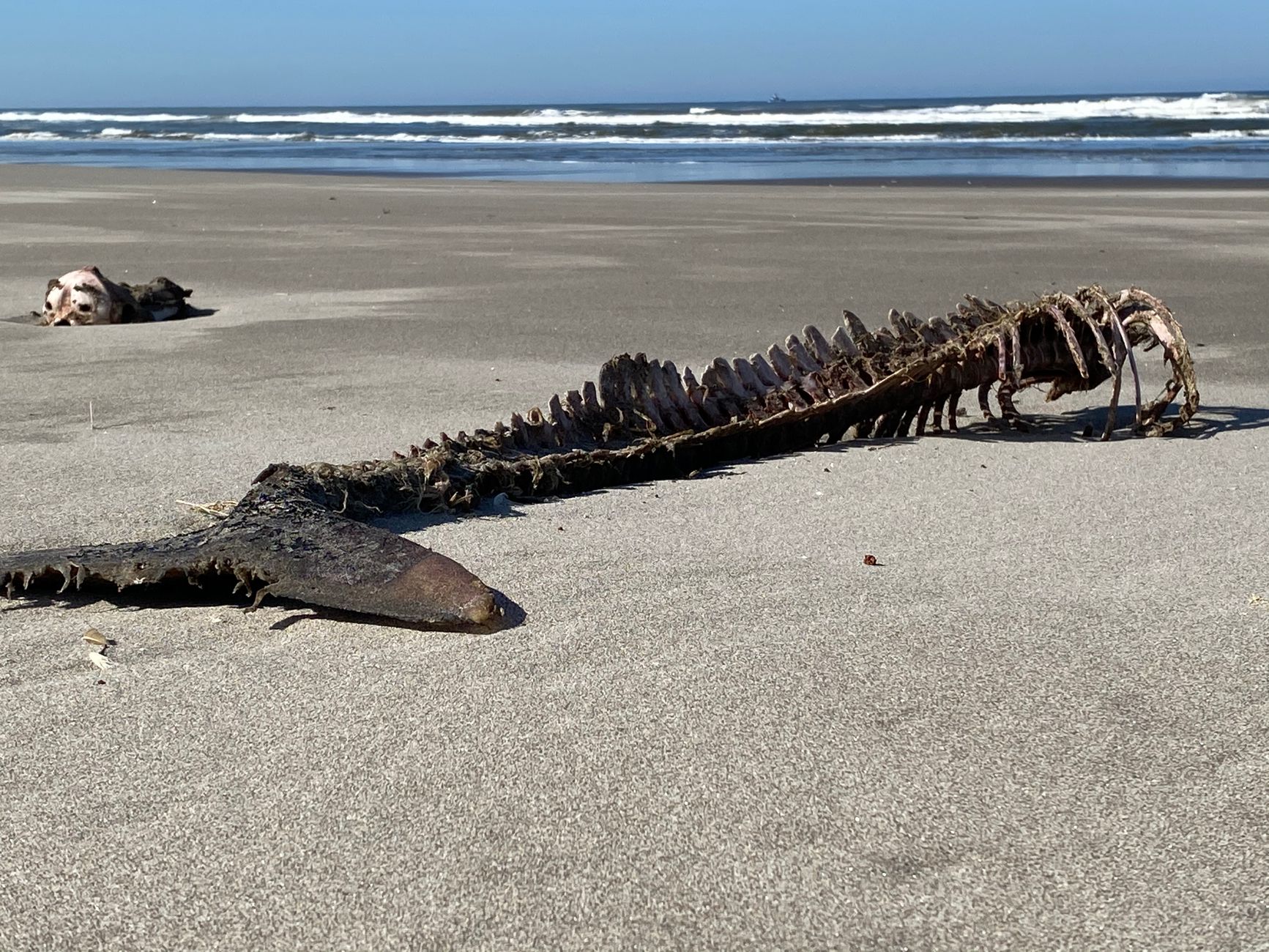 Vlieland sahilinde karaya vurmuş ölü cüce balina
