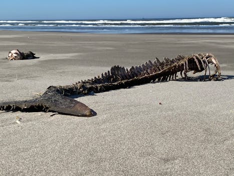 A decaying whale skeleton lies on the sandy shores of Long Beach, WA.