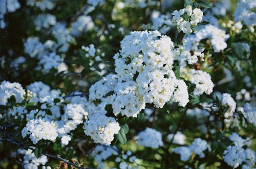 White Flowers in Tilt Shift Lens