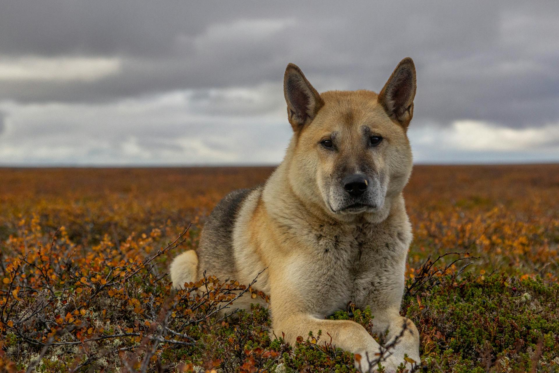 Une photo en gros plan d'un Akita américain