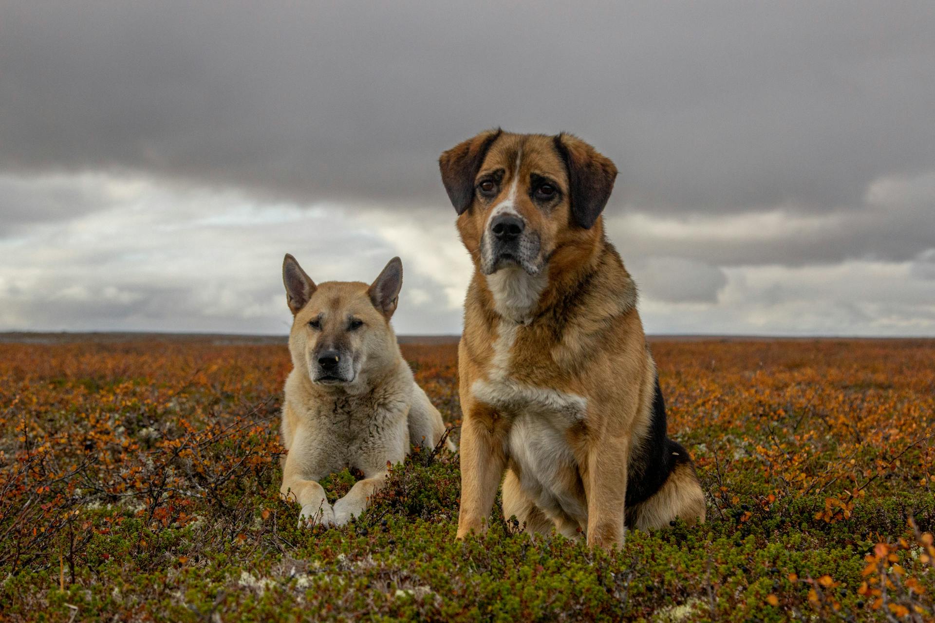 Mongrel Dogs on Grass