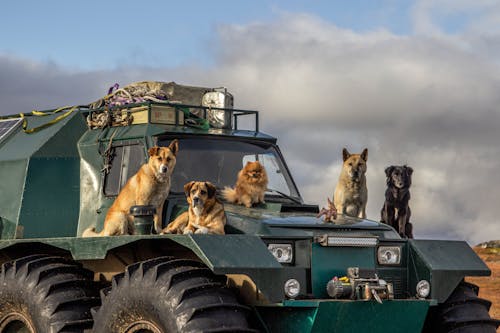 A Group of Dogs on Green Truck