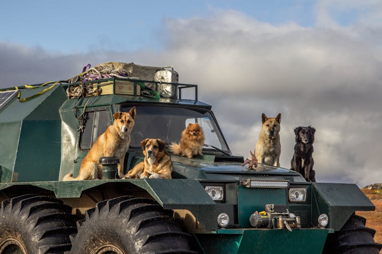 A Group Of Dogs On Green Truck