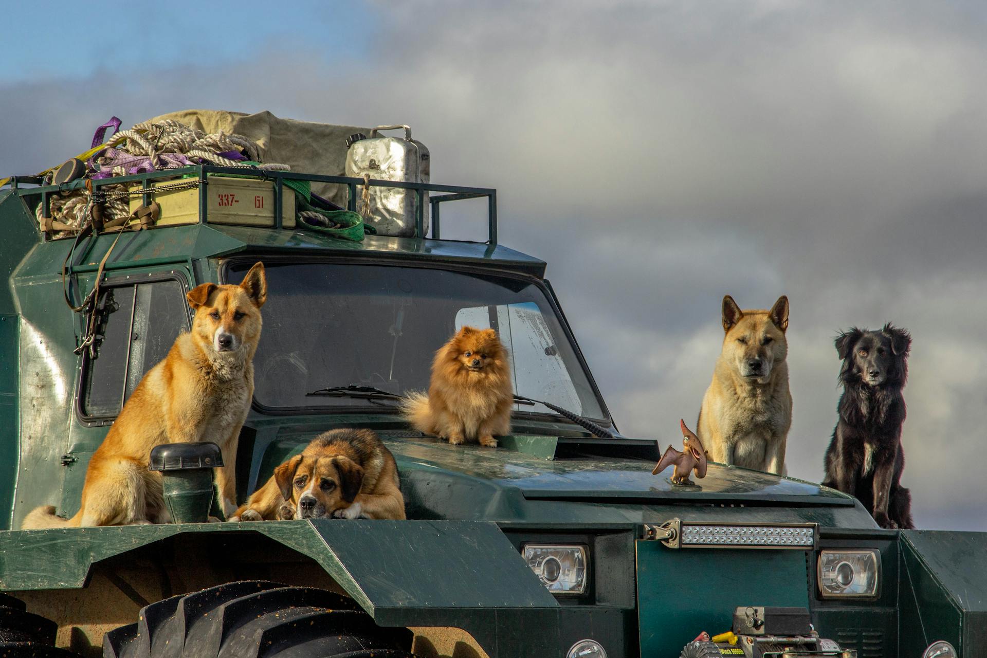 A Group of Dogs on Green Truck