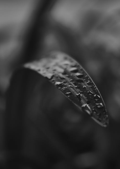 Water Droplets on Leaf in Grayscale Photography
