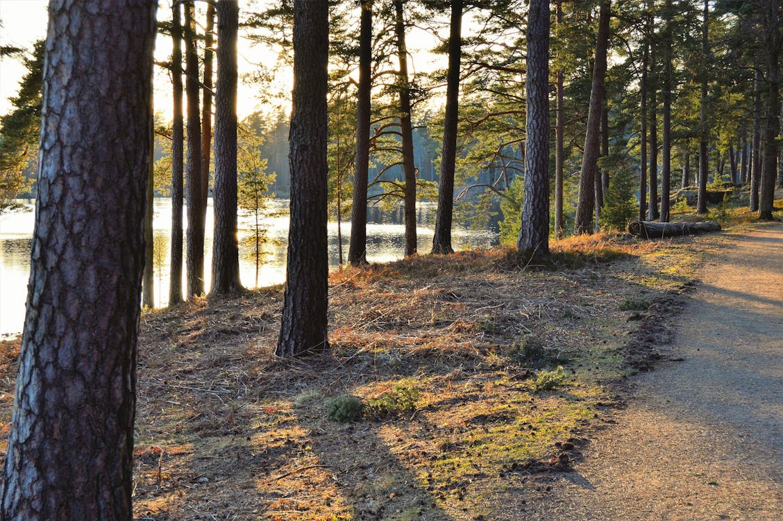 Green Trees Beside Body of Water