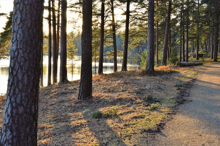 Green Trees Beside Body Of Water