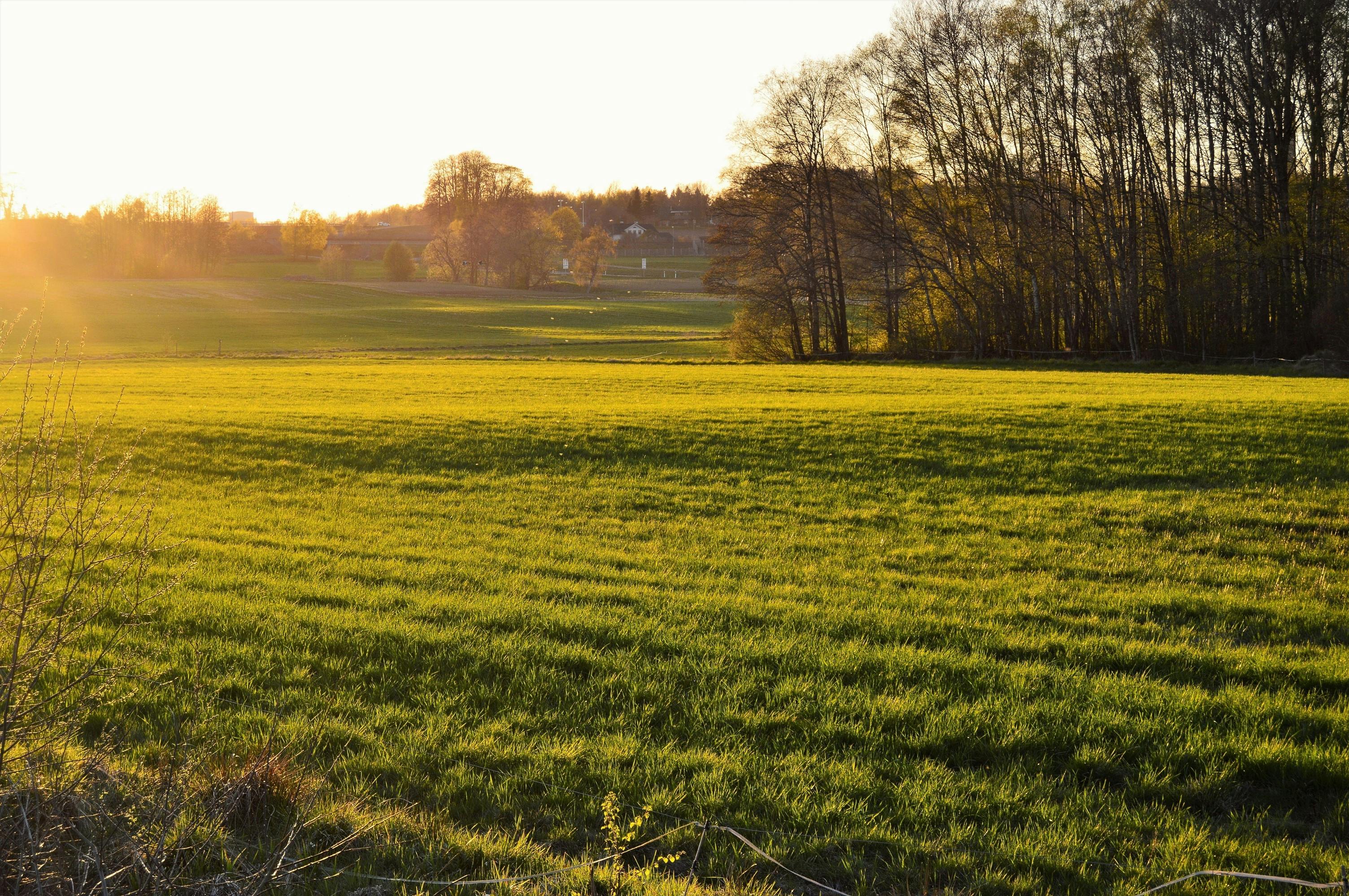 Free stock photo of evening, field, forest