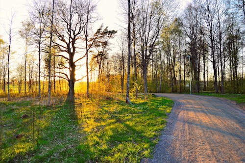 Free Green Leafed Trees Stock Photo