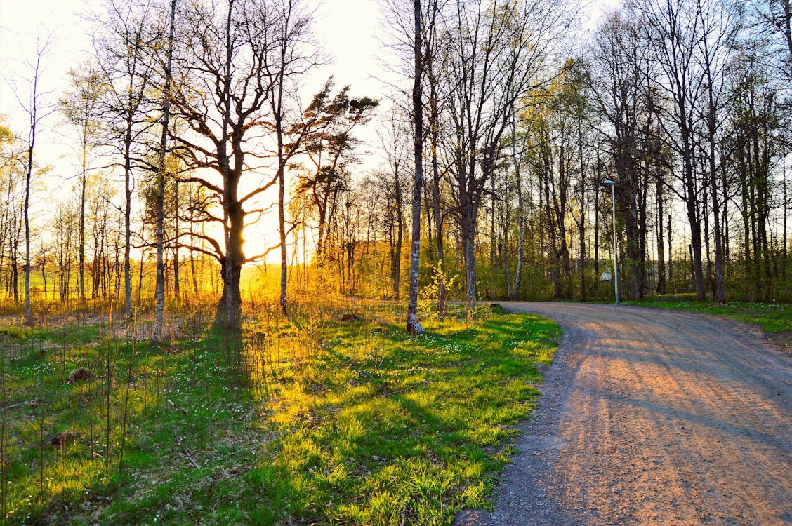 Green Leafed Trees