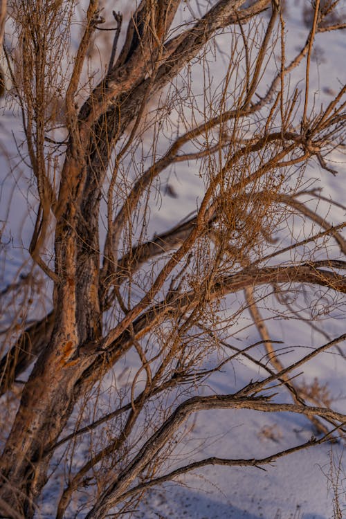 Foto profissional grátis de árvores nuas, com frio, congelando