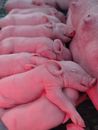 Suckling Little Piglets