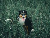 Black and White Border Collie on Green Grass Field