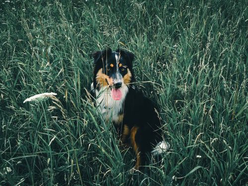 Free Border Collie sitting in a vibrant green field with its tongue out, enjoying the outdoors. Stock Photo