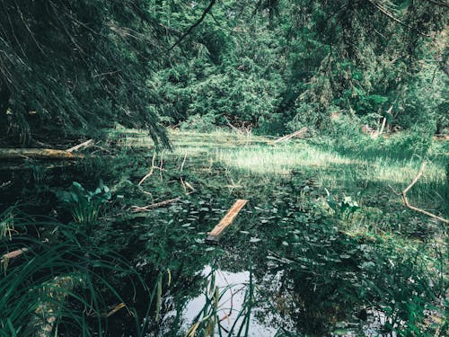 Fotobanka s bezplatnými fotkami na tému dažďový prales, jazierko, les