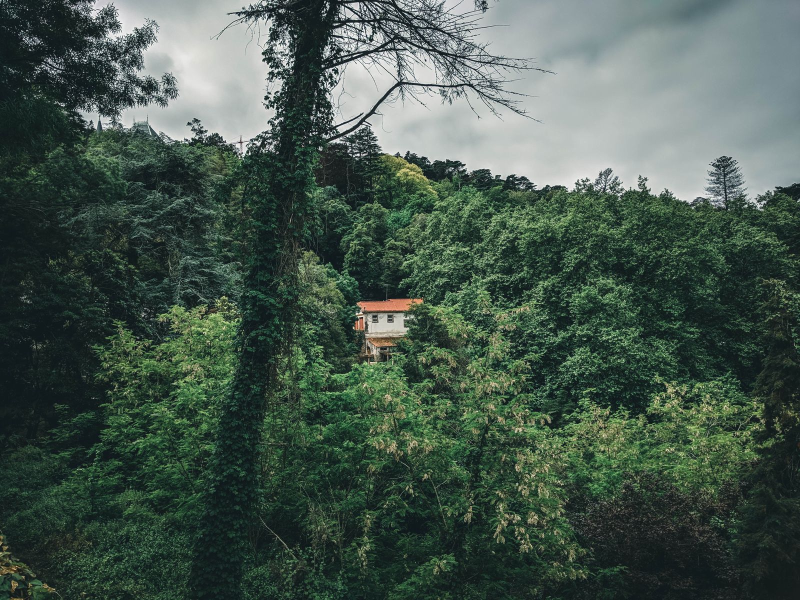 Dense green forest on the Sintra hills.