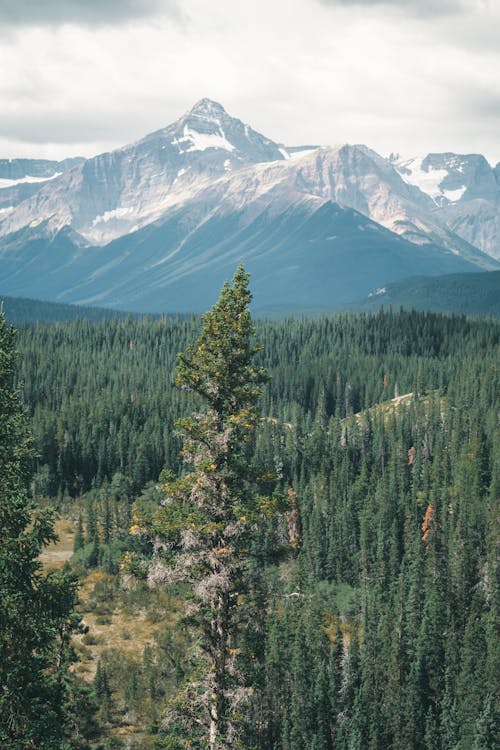 Green Pine Trees Near Snow Covered Mountain