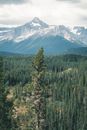 Green Pine Trees Near Snow Covered Mountain