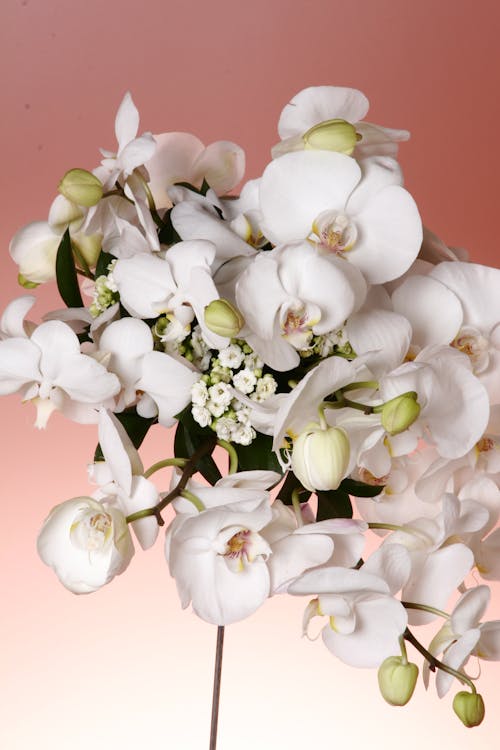 Free Photo of White Moth Orchids Stock Photo
