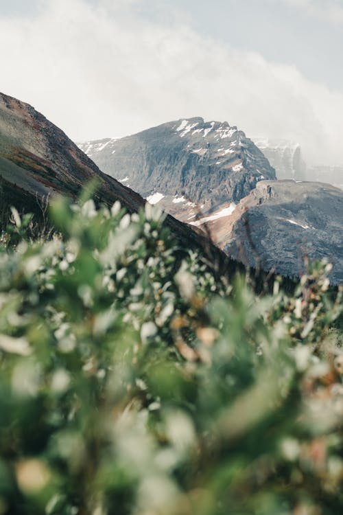 A Mountainside in Jasper National Park