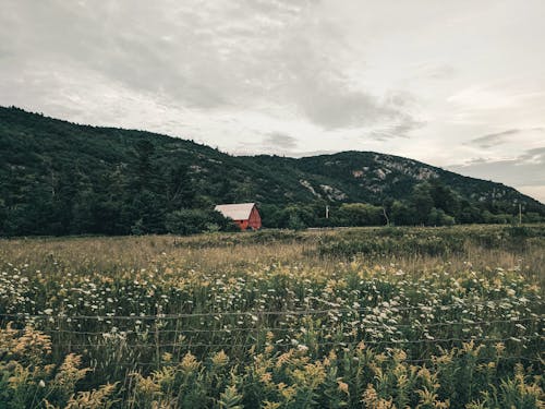 Imagine de stoc gratuită din câmp de flori, eroziune, fotografie cu natură