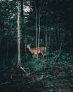 Brown Deer in Forest