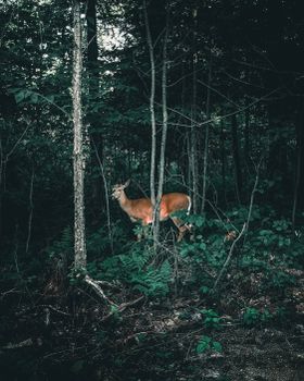 A white-tailed deer stands in the lush green forest of Lac-Supérieur, Quebec.
