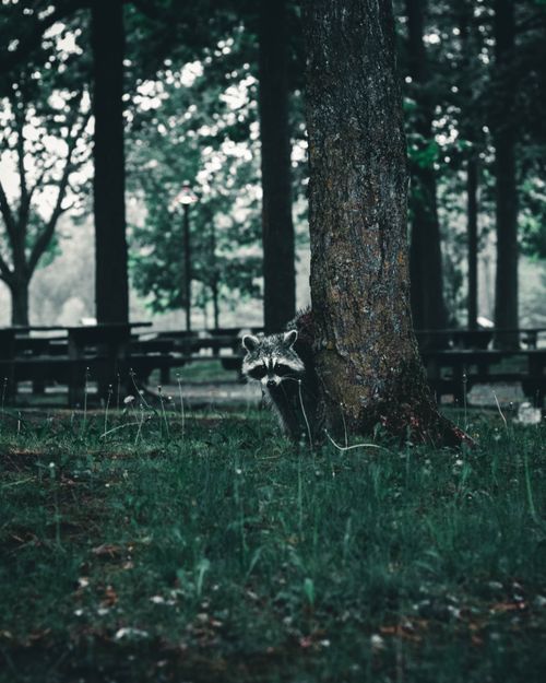 Free A raccoon peeks from behind a tree in a serene Ottawa park setting, showcasing wildlife in its natural habitat. Stock Photo
