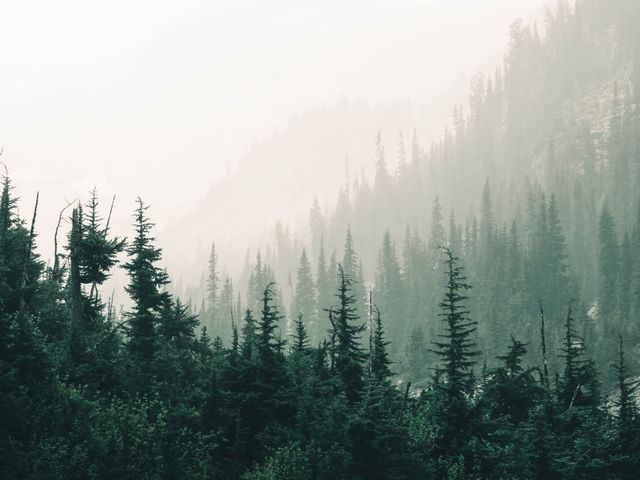 Pine forest fading into fog — photo by Ali Kazal on Pexels