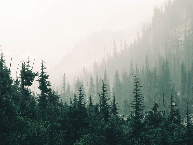 Misty pine forest landscape — photo by Ali Kazal on Pexels