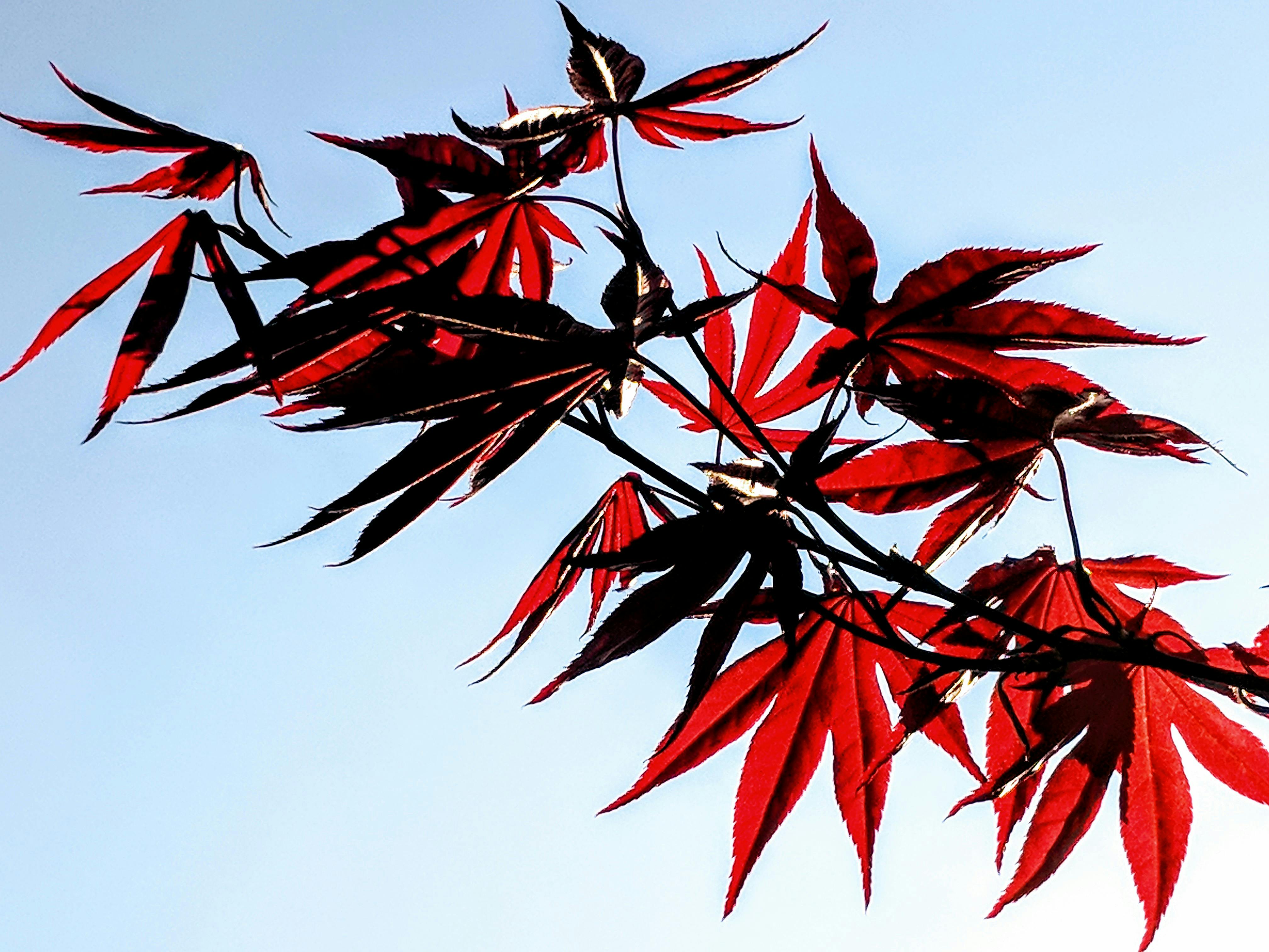 Free stock photo of branch, japanese maple leaves, leaves