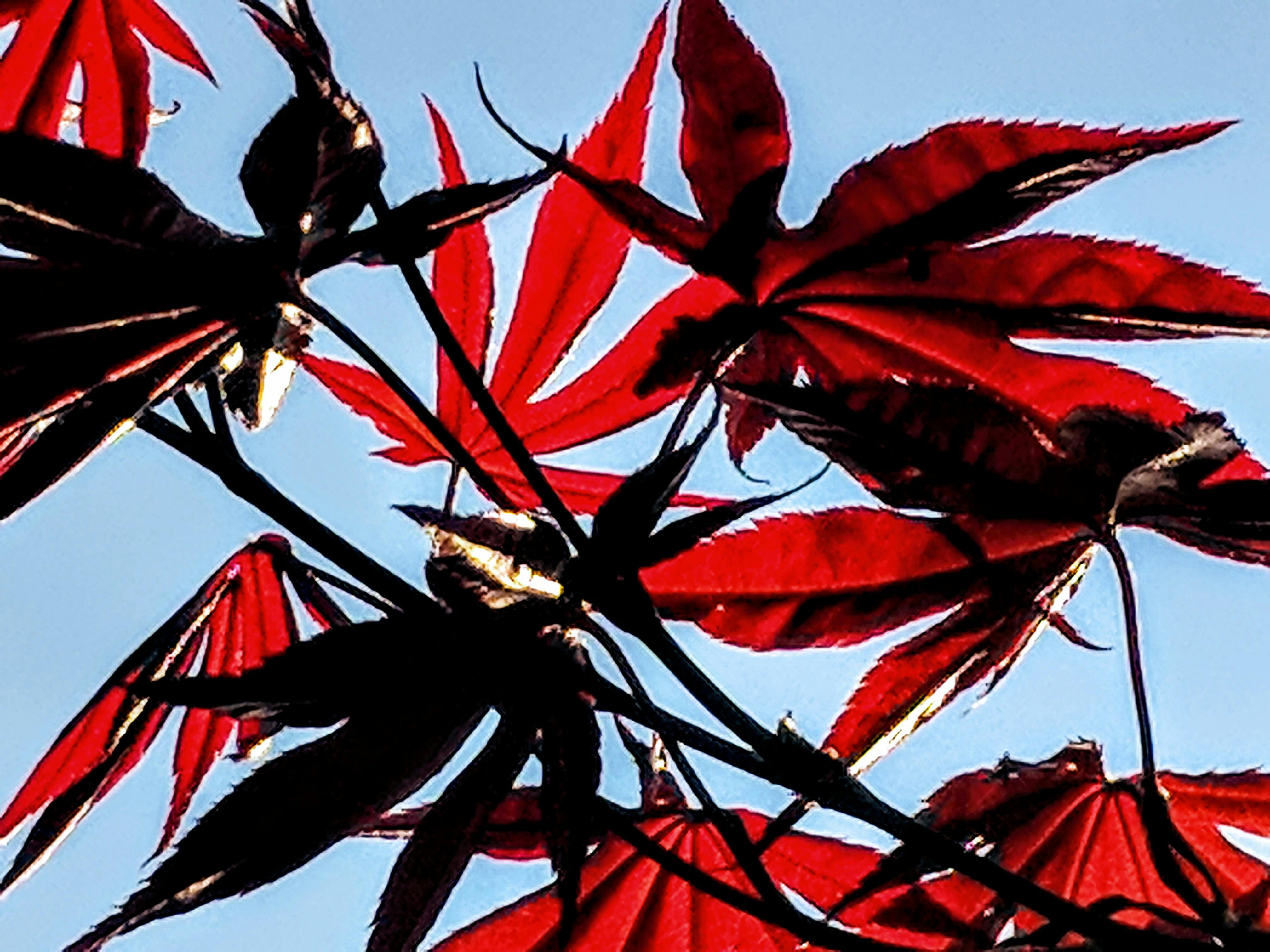Free stock photo of Japanese maple, red leaves